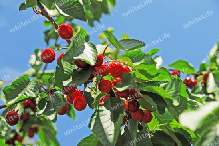 Rote Kirschen am Zweig