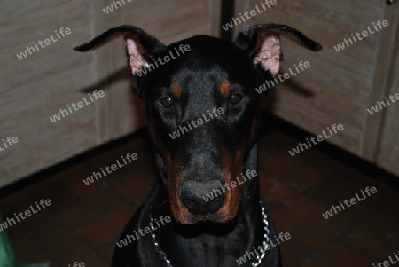 Dobermann