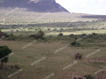 Nationalpark, Tsavo, West, Kenya, Kenia, mit, Elefantenherde, Afrika