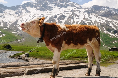 Junges Rind in den Bergen