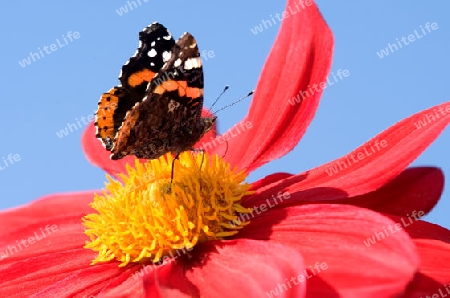 Admiral ( Vanessa atalanta)