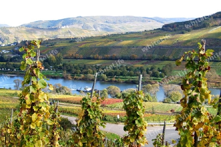 Weinbau an der Mosel