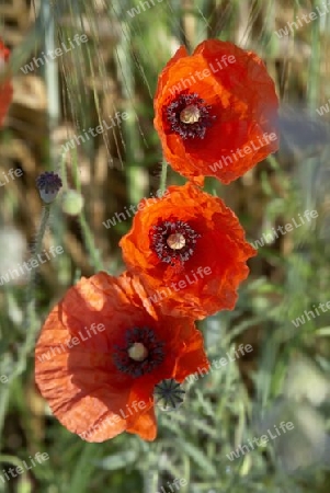 Mohn_7