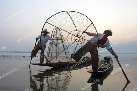 Fishermen at sunrise in the Landscape on the Inle Lake in the Shan State in the east of Myanmar in Southeastasia.