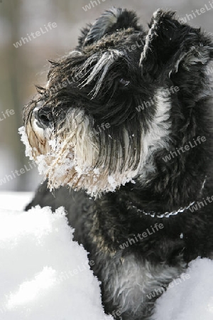 Schnauzer mit Schneebart