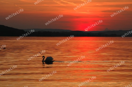 Schwan am Bodensee, Abendhimmel