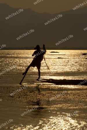 Fishermen at sunset in the Landscape on the Inle Lake in the Shan State in the east of Myanmar in Southeastasia.