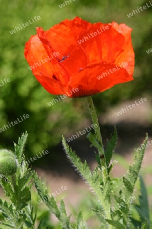 Roter Mohn