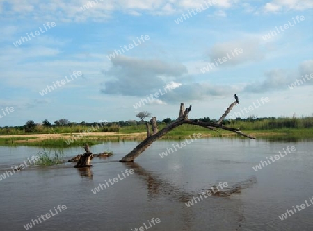 Afrika Fluss Vogel Landschaft