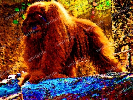 Orang Utan