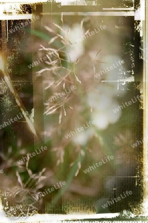 Abstract Floral Background