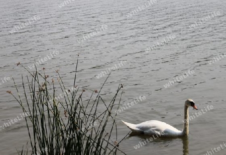 Schwan schwimmt weg