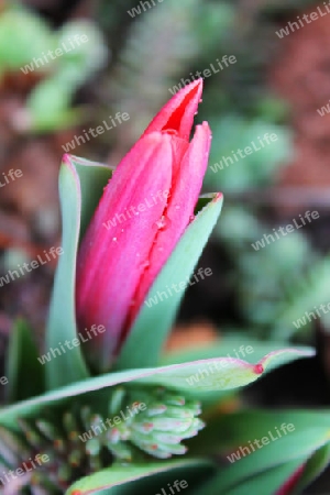 Tulpe