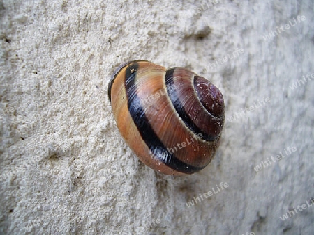 Schnecke