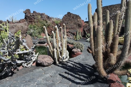 Kaktusgarten auf Lanzarote