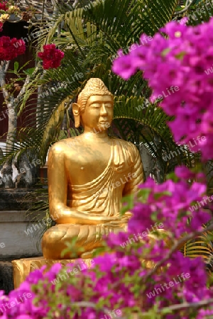 Buddha 2