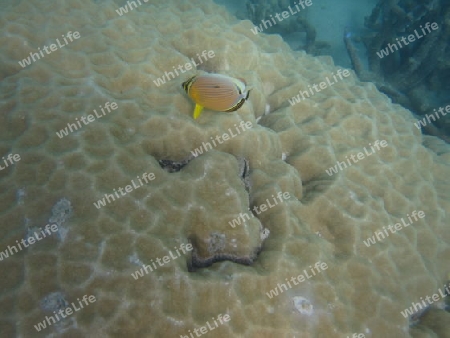 Great Barrier Reef