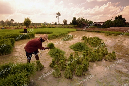 Reisfelder und Landwirtschaft in der Provinz Amnat Charoen nordwestlich von Ubon Ratchathani im nordosten von Thailand in Suedostasien.