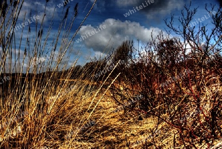 Schilf im Wind