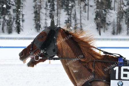 White Turf 2009 St.Moritz