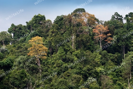 Khao Sok National Park