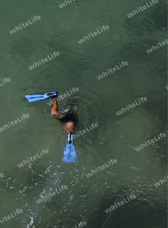 a men diving for shells at the old Town of Siracusa in Sicily in south Italy in Europe.