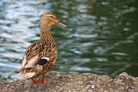 Ente