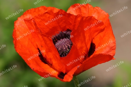 Roter Mohn