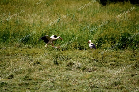 storch landet auf einem feld