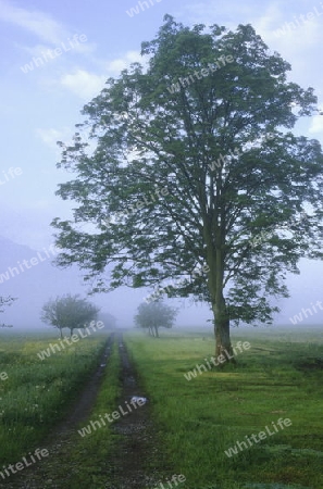 Weg durch Riedlandschaft