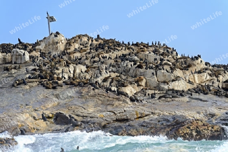  Seel?wen (Arctocephalus pusillus) und Kap Kormoran (Phalacrocorax capensis) auf Seal Island, False Bay, Simons Town bei Kapstadt, West Kap, Western Cape, S?dafrika, Afrika