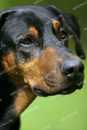 Dobermannportrait