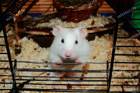 Frecher Hamster