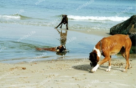 Boxer am Meer