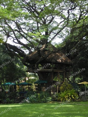 Tree House