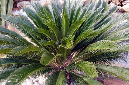 Palmfarn im Steingarten