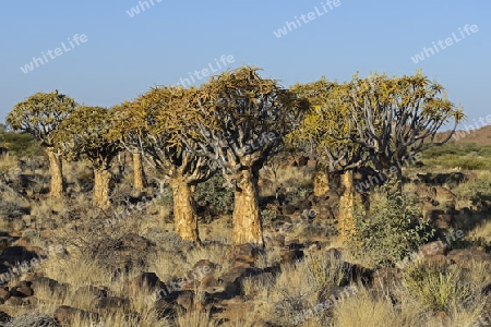 K?cherbaum oder Quivertree (Afrikaans: Kokerboom,  Aloe dichotoma) bei Sonnenaufgang , Keetmanshoop, Namibia, Afrika