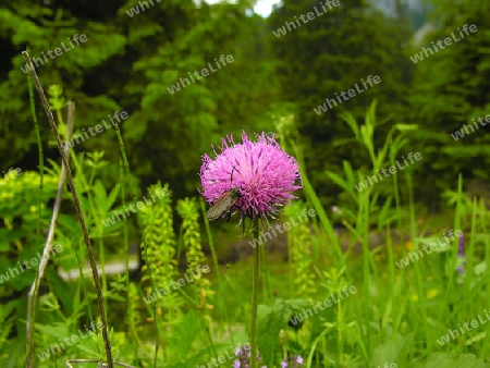 Blume mit Insekt