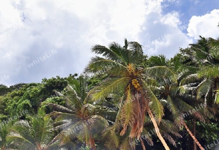 Beautiful palm trees at the beach on the tropical paradise islands Seychelles