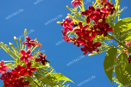 Blue Sky Red Flower