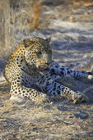 Leopard (Panthera pardus) , Khomas Region, Namibia, Afrika