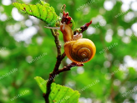 Schnecke