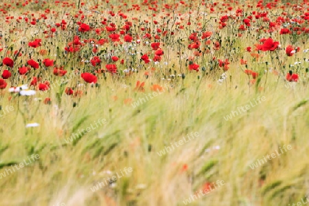 Mohn