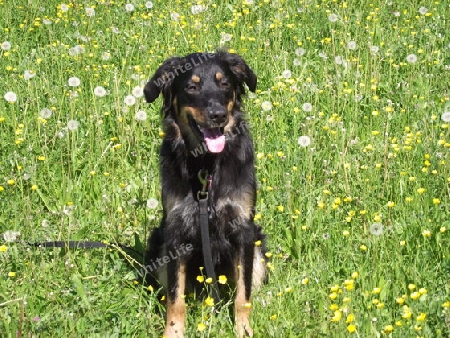 Mischling, Hund, Berner Sennenhund, Blumenwiese, Wiese