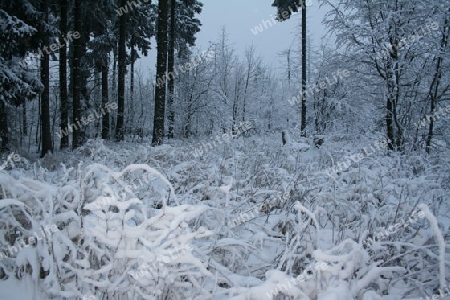 Winterspaziergang