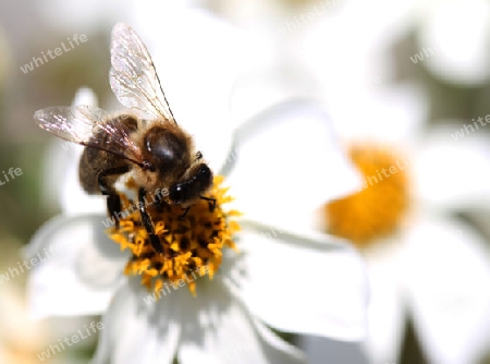 Fleissige Biene