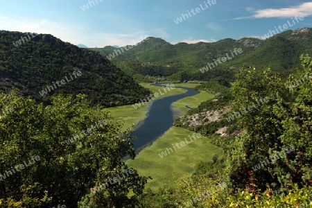 Die Landschaft mit dem Ufer des Skadar See oder Skadarsko Jezero bei Rijeka Crnojevica in Montenegro in Europa.      