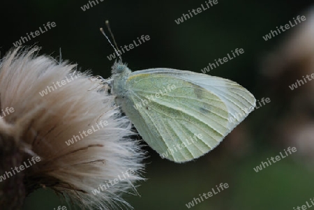 Schmetterling