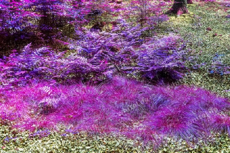 Beautiful pink and purple infrared panorama view into a forest landscape