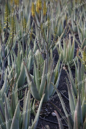 a Aloe Vera cactus Plantation the Island of Lanzarote on the Canary Islands of Spain in the Atlantic Ocean. on the Island of Lanzarote on the Canary Islands of Spain in the Atlantic Ocean.
